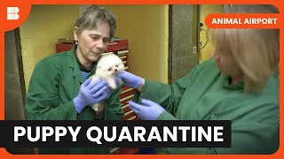 Pomeranians in Quarantine  Animal Airport  Animal Documentary [upl. by Lawford]