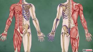 Structure of Skeletal Muscle  Biology Tutorial [upl. by Folger410]