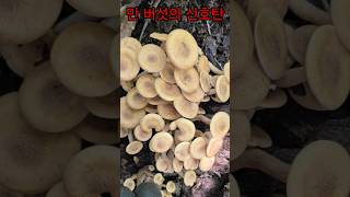 24년 드디어 글쿠 This Years Honey Mushroom Fnally Appeared…The best Seasoning for 10000 Foods [upl. by Gnek]