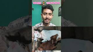 মায়ের 👩‍👧 ভালোবাসা  Cow 🐄 Mother Love souravlife shorts ytshorts [upl. by Hetty]