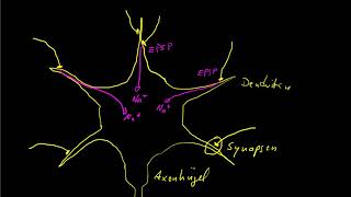 Neuro 13 EPSP und IPSP [upl. by Tansey445]