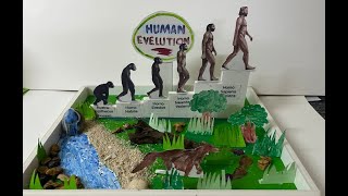 Human evolution model for school projects [upl. by Lucilla]