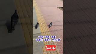 পায়রা।। pigeonssong subscribemusicshortsfeed youtubeshorts [upl. by Yenaiv]