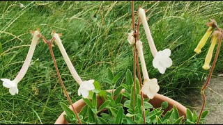 How I grow and bloom Sinningia tubiflora the fragrant hardy white Gloxinia in my garden in the UK [upl. by Drucy]