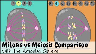 Mitosis vs Meiosis Side by Side Comparison [upl. by Yelsnik]