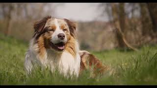 5 Gründe gegen einen Australian Shepherd [upl. by Pelpel]