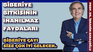 BİBERİYENİN FAYDALARI ibrahimsaraçoğlu biberiye [upl. by Ramled452]