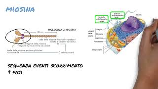 12 Contrazione muscolare [upl. by Otti]