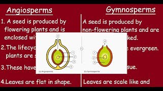 Angiosperms Vs Gymnosperms Quick differences in 3 minutes [upl. by Terrijo]