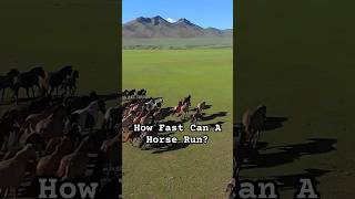 How fast can a horse run Fastest horse Horse top speed horse equestrian horsefacts [upl. by Theresita]