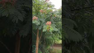 Mimosa tree producing seeds mimosa horticulture farmstead startingtrees [upl. by Caffrey]