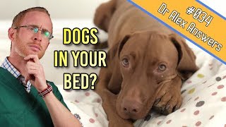 Should Your Dog Sleep With You In Bed under the covers  Dog Health Vet Advice [upl. by Kitty]