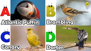 Birds ABC Song  Birds Alphabet Song for Kids  Phonics for Kids  Baby  Alphabet Letters [upl. by Lowery]