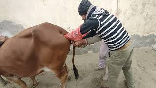 Intrauterine therapy in Sahiwal cow Endometritis in Cow [upl. by Akcirehs]