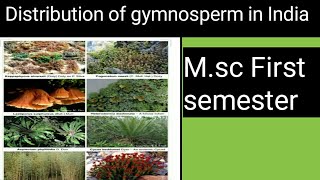 Distribution of gymnosperm in India [upl. by Matty]