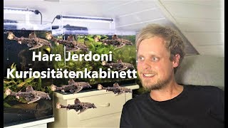 Hara Jerdoni  Deltaflügelzwergwels im Kuriositätenkabinett [upl. by Adal188]