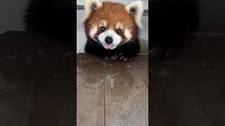 The red panda asked Am I cute [upl. by Phelia]