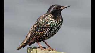 1 hour sound of Starling sound [upl. by Dlorad297]