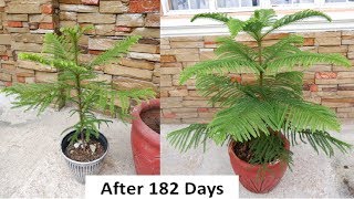 How to Grow and Care Norfolk Island Pine Tree in a Pot at Home Araucaria Heterophylla [upl. by Wootan]