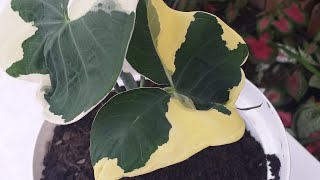 ALOCASIA MARIPOSA Xanthosoma Variegata y sus cuidadoseloasisdesonia [upl. by Ahsilac]