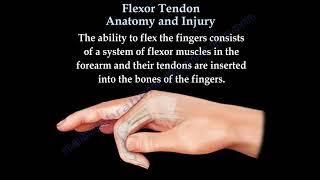 Flexor Tendon Injuries diagnosis and treatment [upl. by Pergrim]