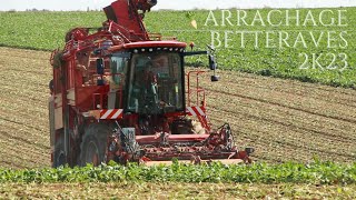 Arrachage de betteraves 2k23  Sugar beet harvesting 2k23 [upl. by Eidnak]