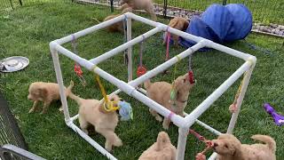 Goldendoodle Puppies at play outside [upl. by Sanborne]