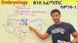 Week 1️⃣ Embryology 🛑የእርግዝና አፈጠጣርና የመጀመሪያው ሳምንት የፅንስ እድገት embryology fertilization implantation [upl. by Anahcra]