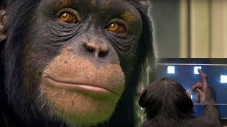 Chimp vs Human  Memory Test  BBC Earth [upl. by Westerfield]