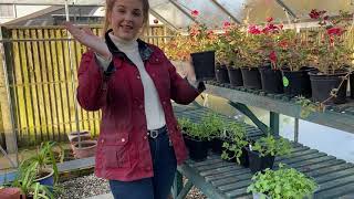 Part 2 Sweet Peas pinching and caring for them until they’re ready to plant out [upl. by Bartholomeus]