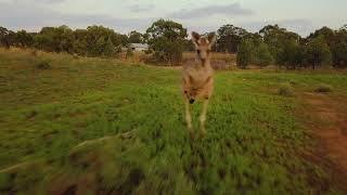 Kangaroos chasing drone compilation [upl. by Evy639]