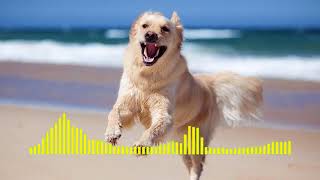 Dog Barking  Ringtone short [upl. by Bertelli530]