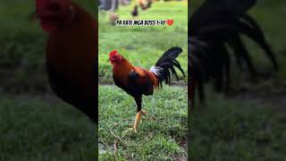 gamefarm trending chicken shortvideo shorts short [upl. by Hartmann]