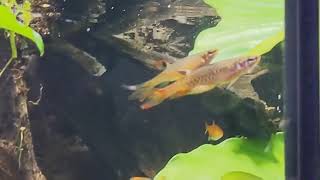 Copella arnoldi Splash tetra courtshipbreedingspawning  slow motion footage [upl. by Adara734]