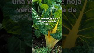 ¡5 Verduras Clave para el Invierno saludybienestar sabiasque curiosidades tips [upl. by Akcimat]