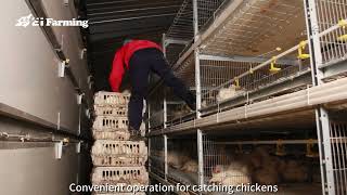 Broiler CageFisher 86 13675427936 [upl. by Magnolia713]