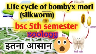 life cycle of bombyx mori bsc 5th semesterlife cycle of silkwormsericulture [upl. by Leahcim]