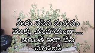 మీరు వేసిన మరువం మొక్క చనిపోతుందా అయితే ఇలా చేసి చూడండిMarjoram liquidfertilizers [upl. by Lleze932]