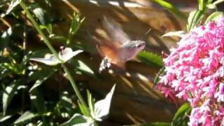 Kolibrievlinder  Colibri butterfly  Macroglossum stellatarum  TEXEL  NL [upl. by Yvon]