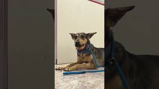 Dog chained to wall waits in vain for owner to return… [upl. by Hadeehsar]