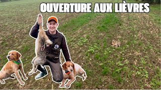 Chasse Ouverture Générale aux Lièvres en Normandie [upl. by Ydaf442]