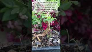 Bursera graveolens Palo Santo [upl. by Other]