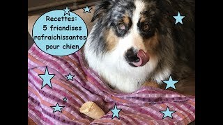 recettes 5 friandises rafraichissantes pour chien [upl. by Anyale]