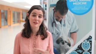 UCD Graduate Certificate in Small Animal Medicine  Student Testimonial [upl. by Bannon]