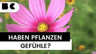 Haben Pflanzen Gefühle [upl. by Hudis14]