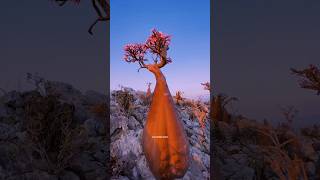 Socotra Island Biodiversity shorts [upl. by Yrrehs723]