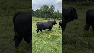 Daily Danny Just Checking brangus bull cow ranch cattle animals shortsfeed shorts farming [upl. by Garihc]