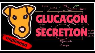 Mechanism of Glucagon Secretion Physiology Pathology [upl. by Alfreda996]