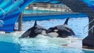 One Ocean SeaWorld San Diego 2013 Part 2 [upl. by Sunderland]