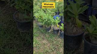 Adenium Plant FOR sale👌Nursery Visit👍Online Nursery Visit Bareilly👌nursery youtubeshorts plants [upl. by Nnaihs]